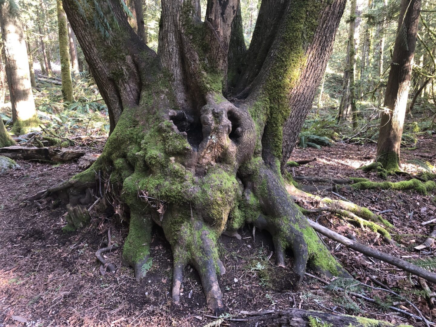 Tree with Roots